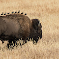 Bison Uber