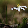 Bloodroot